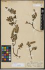 Foto von Salix hastata L.
